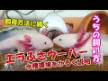 [新しいコレクション] ウーパールーパー 飼育方法 406423-ウーパールーパー 飼育方法 マイクラ