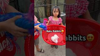 Baby Rabbits Kahan Se Agaye😱🐇 #rabbit #babyrabbit #hen #colorfulchickens #chicks