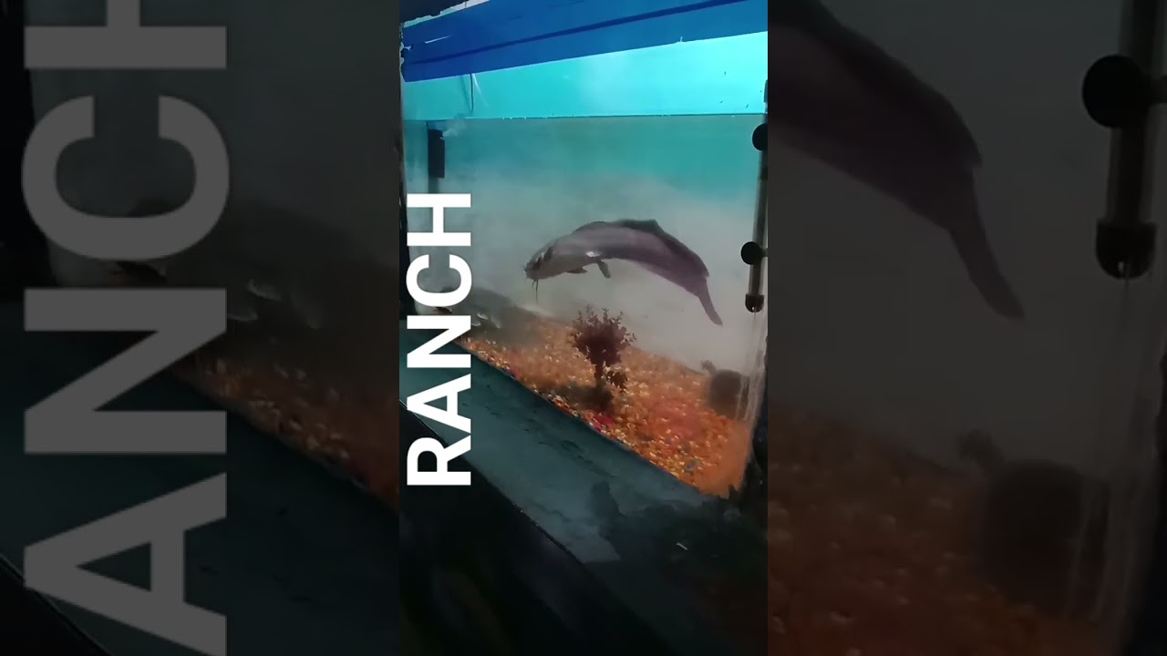 Ranchi Ratu road fish house 