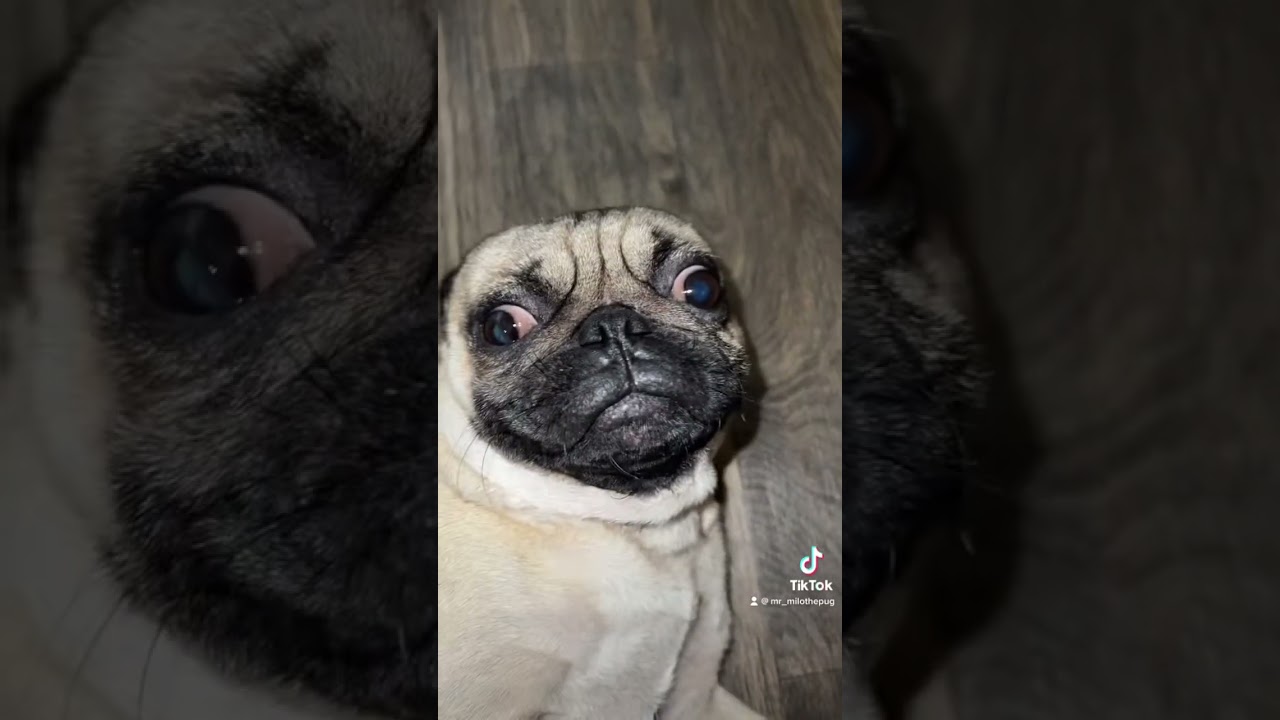 Even he didn’t know😂 #pug #dog #dogs #funny #fyp #foryou #viral