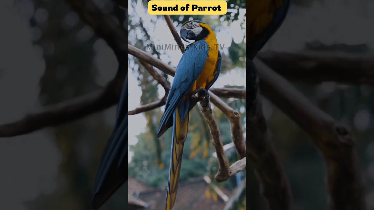 🦜 Parrot Sound for Kids | Learn Animal Sounds | MiniMinds Kids TV | Bird Sound | 