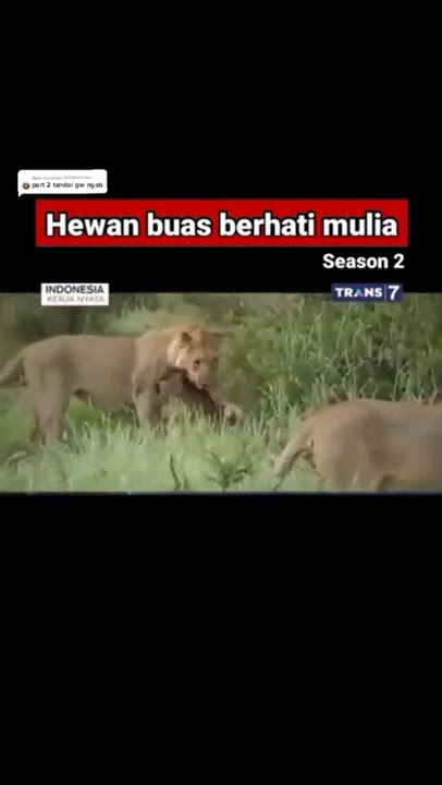 Hewan Buas Berhati Mulia #shorts