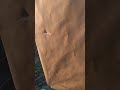 Ata Arms Süperpoze Fiocchi Bior denemesi