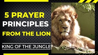 Unleash Your Inner Strength: 5 Mighty Prayer Principles Inspired By The Lion