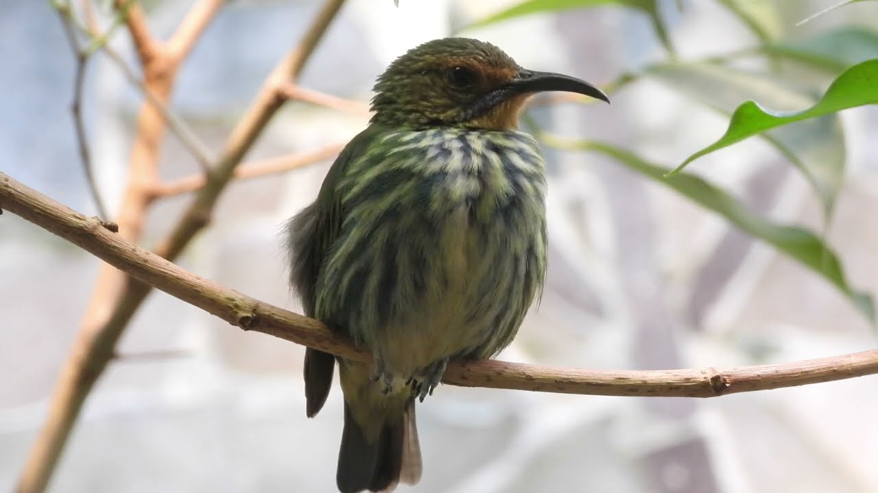Purple Honeycreeper ♂&♀︎  4K