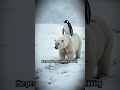 This Polar Bear Did Something NO ONE Expected in the Arctic!