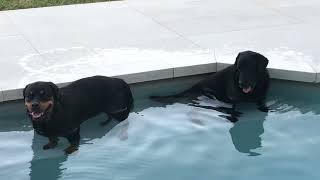 Swimming with the dogs Rottweiler and the Labrador by The Dogs World 29 views 10 days ago 2 minutes, 9 seconds