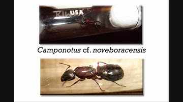 A Breakdown on Taxonomy and Scientific Names - AntsCanada Tutorial #26
