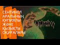 ӘЛЕМНІҢ ЕҢ ҚҰПИЯЛЫ АРАЛЫНДА НЕ БАР? СЕНТИНЕЛ АРАЛЫНЫҢ ҚҰПИЯЛЫ ЖӘНЕ ҚЫЗЫҚТЫ ОҚИҒАЛАРЫ.