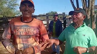 Feira De Gado De Sumé Pb 27102025