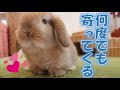 【ストーカーの様に付きまとう、人が大好きなホーランドロップの赤ちゃん!】かわいいので、、、付きまといを許可します!笑