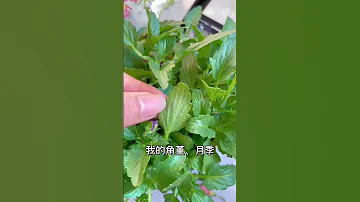 【蓝胖小花匠🎏】春暖花开，春意盎然～但是温度回升以后，红蜘蛛为该活跃起来了…大家预防起来咯！#爱生活爱养花 #我的阳台小花园 #养花小知识 #预防红蜘蛛 #红蜘蛛