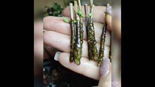 картинка: Черенкование гортензий одревесневшими побегами.