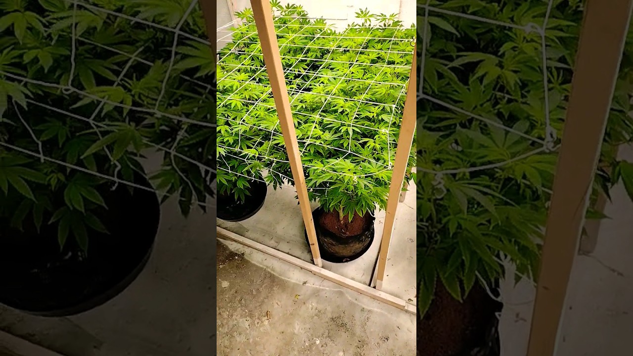 day 5 of flower (KING KONG GLUE) 🦍