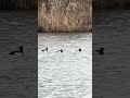 #duck #ducks