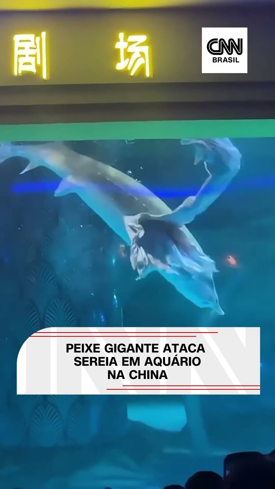 Peixe gigante ataca sereia em aquário na China #shorts