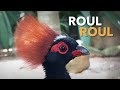 Perdiz ROUL ROUL | O menor FAISÃO do MUNDO? | #BIRDTV