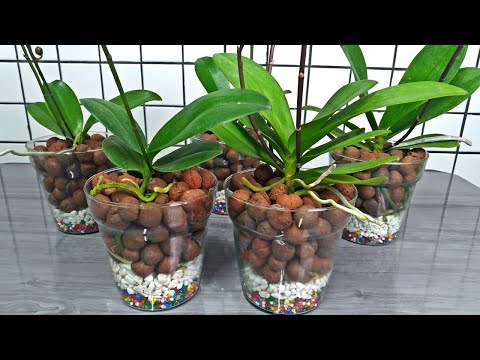 Deixe suas Orquídeas lindas no vidro com Argila Expandida - thptnganamst.edu.vn