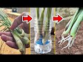 Replant the lemon grass that you have in the kitchen 