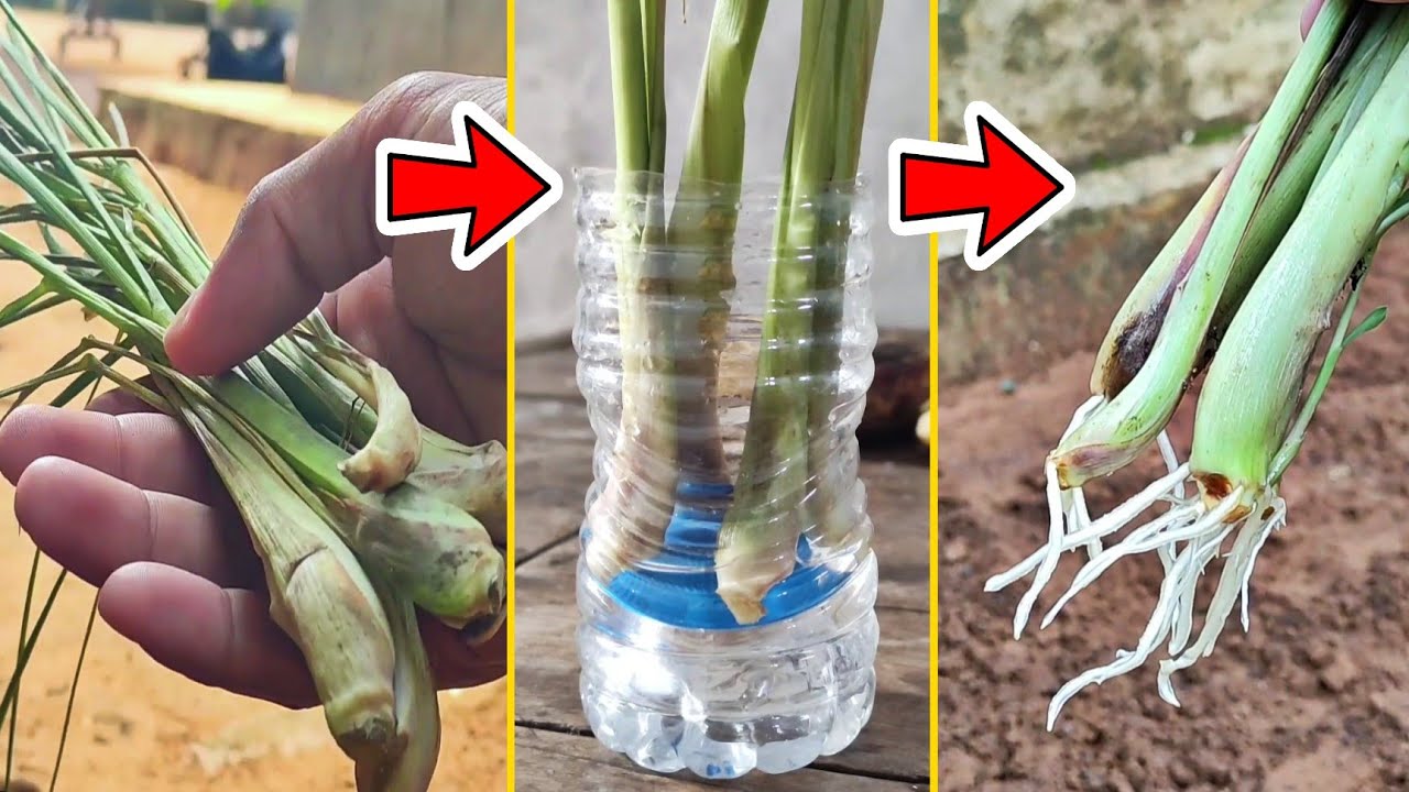 replant-the-lemon-grass-that-you-have-in-the-kitchen-youtube