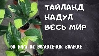 Мировые Новости/Вывели новые Сингониумы /Спатифиллум Волшебник обман