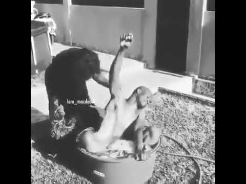 Hatari Mapenzi Ya Kitanga