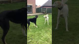 POV:your dogs have no chill whatsoever  #dog  #sighthound  #funny  #saluki  #rescuedog