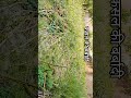 Kisan #FasalBarbad #FarmerLife #Kheti #farmer #IndianFarmer#FarmerSupport #ViralVideo #YouTubeShorts