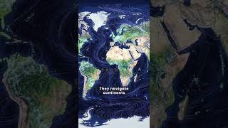 EP09 🧭 Animals Follow Invisible Maps…