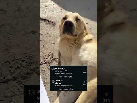 شوگت تگومون تقرون يا سخوتين اكسبلور تحشيش دويتو لايك كوميديات ترند هتضحك ضحك تيك توك