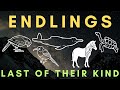 LAST ONE before EXTINCTION - The Stories of Five Endlings - Part 3