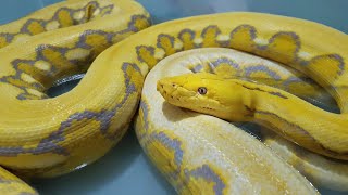 PERFECCION HECHA SERPIENTE. 😍🐍 Mochino tiger platinum het purple