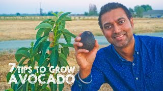 7 Tips to Plant and Grow Avocado Trees