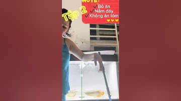 Phần 2: Điều trị huyết long bỏ ăn, nằm đáy, không ăn tôm tép