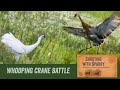 Whooping Crane VS Sandhill Crane BATTLE-Evening at Necedah NWR Wisconsin May 29