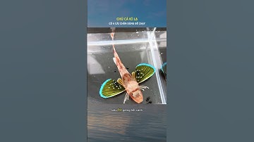 Chú cá kì lạ mọc 6 cái chân để đi bộ #shorts