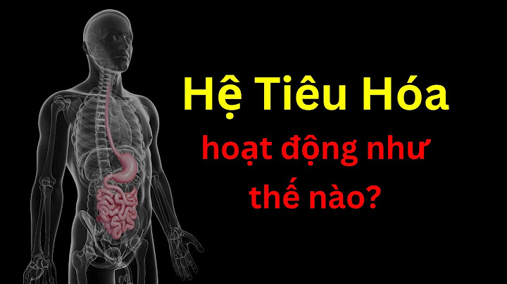 Hệ thống thần kinh ruột trong ống tiêu hóa năm 2024