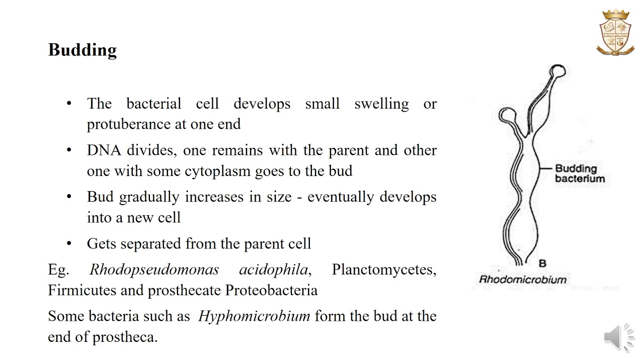 Modes of Reproduction in Bacteria Fission, Budding, Fragmentation and