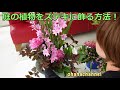 庭の植物をステキに飾る方法！アイデア(*‘∀‘)✿暮らしに花を✿🌺Ideas to decorate garden plants beautifully🌹😄