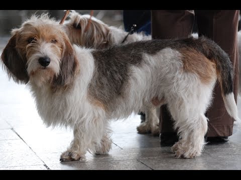 Бейне: Grand Basset Griffon Vendéen иттері гипоаллергенді, денсаулығы мен өмірінің ұзақтығы