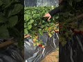 Amazing yummy strawberry 🍓🍓 farming by rural farmer | Sweet strawberry #fruits #strawberry