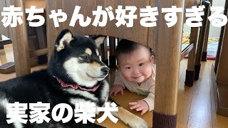 【実家の柴犬】赤ちゃんにくっついて離れない実家の柴犬 by サスケん家 528 views 3 months ago 3 minutes, 54 seconds