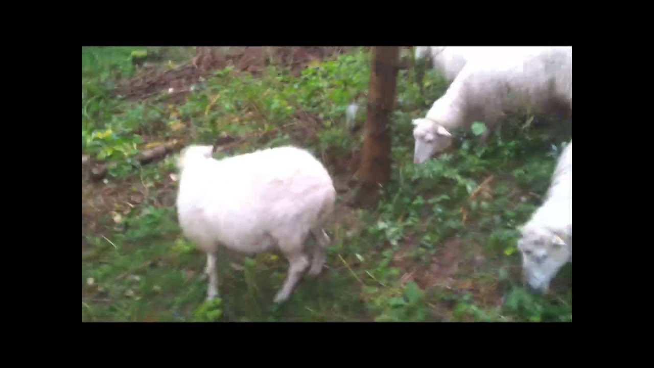 La matinale Steve Jaunin