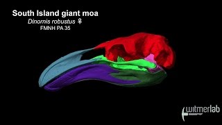 Visible Interactive Moa - labeled skull bones screenshot 4