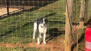 How do you contain an American Bulldog? #americanbulldog #dogs #dogtraining by Pride of the Southland Kennels and Farm  687 views 1 year ago 5 minutes, 41 seconds