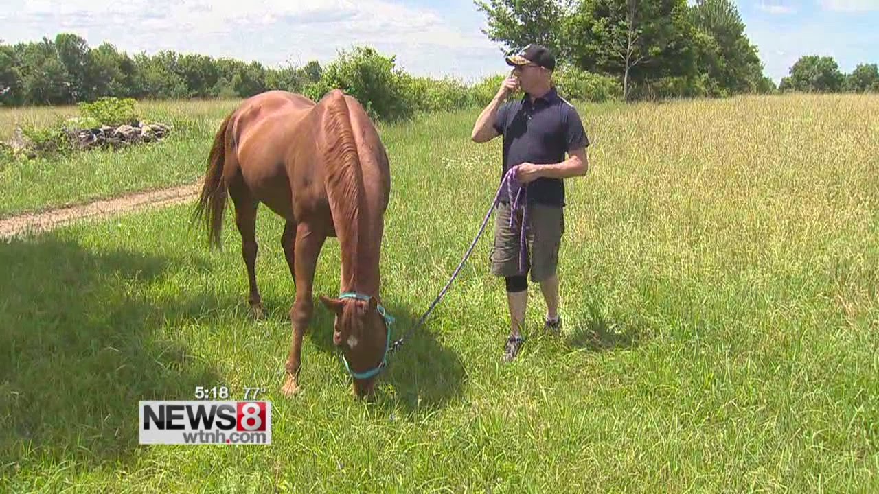 How equine therapy can benefit veterans with PTSD YouTube