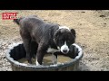 В Кожуховском приюте можно взять даже породистую собаку