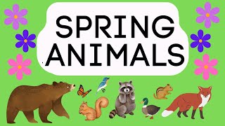 SPRING ANIMALS - EDUCATIONAL VIDEO FOR CHILDREN