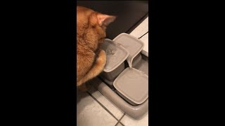 Miaustore Ceramic Cat Water Fountain  Fixes & Mods