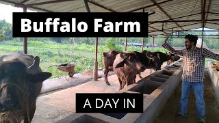 Buffalo Farming | How to start a farm?| Views around it | Working in farm